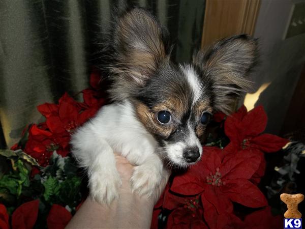 Puppies in MA